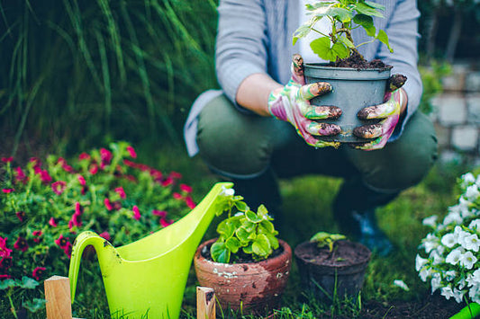 Ultimate Guide to Garden Design and Maintenance: Crafting Your Serene Outdoor Oasis